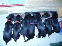 /album/stenata-2012/p1010342-akuma-und-bruder-und-schwester-hat-mittagessen-jpg/